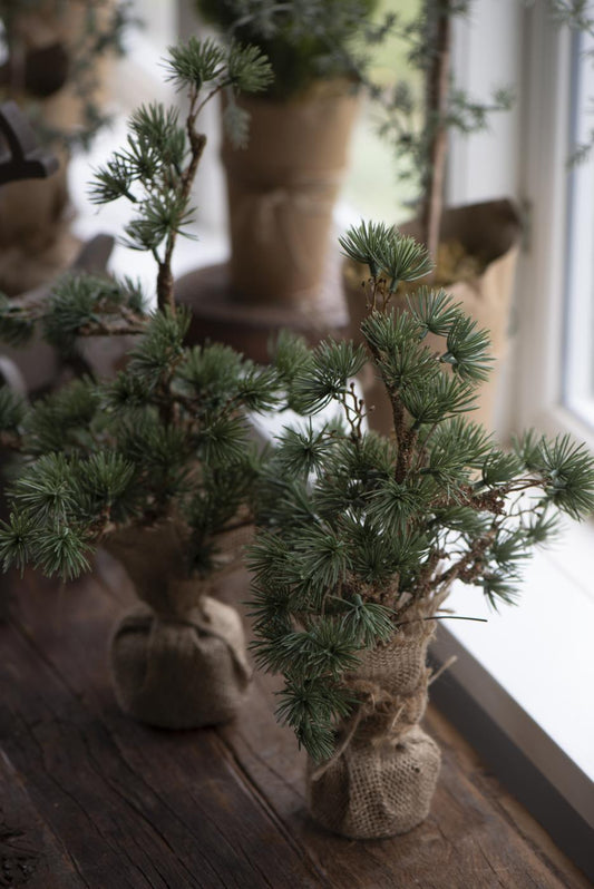 Cedar Table Top Tree | 20cm